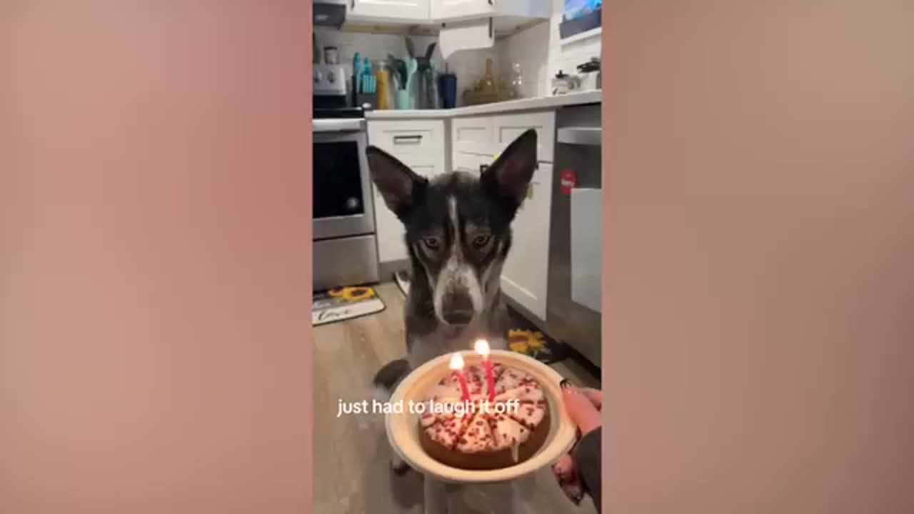 WOW----FUNNY Pets | Hilarious Animals Compilation 2025---WOW