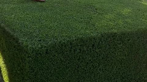 The Undisputed King of Clean Cuts 👑✂️