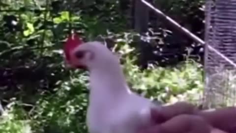 animal compilation