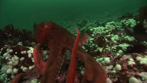 octopus POV: *bipedal peasant insults you