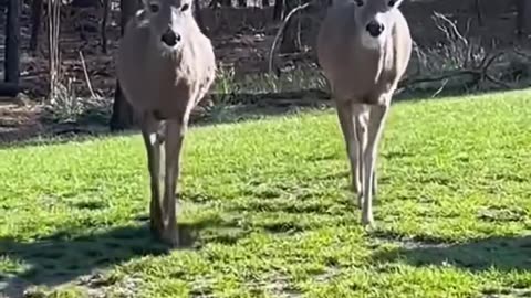This man rescued three baby deer lying on the road