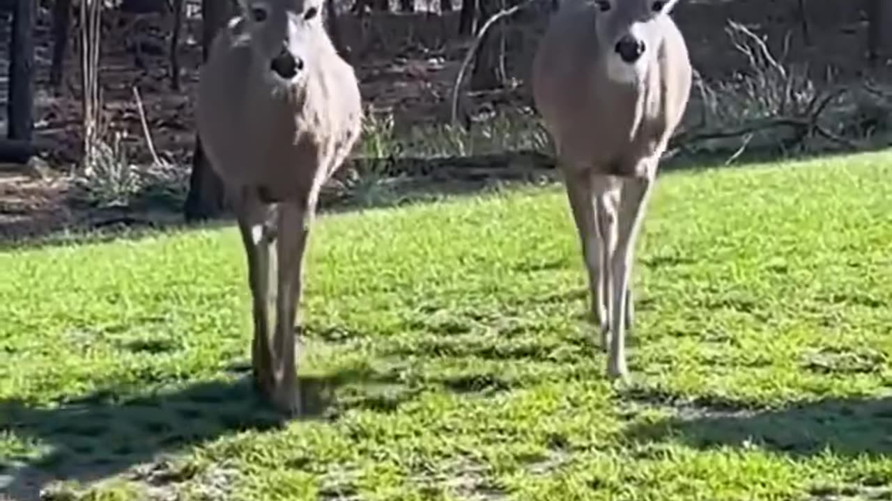 This man rescued three baby deer lying on the road