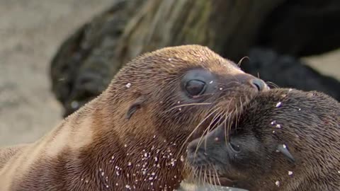 Looking to make some friends? This baby sea lion has an easy-to-follow three-step guide to finding your new bestie!
