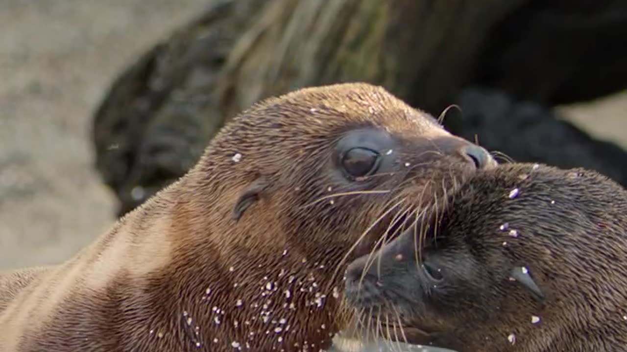 Looking to make some friends? This baby sea lion has an easy-to-follow three-step guide to finding your new bestie!