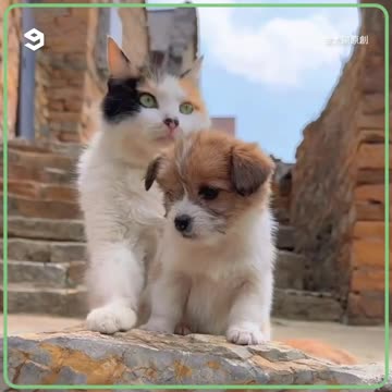 A PACK OF KITTENS||ALL ARE DIFFERENT OR ALL ARE SAME