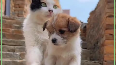 A PACK OF KITTENS||ALL ARE DIFFERENT OR ALL ARE SAME