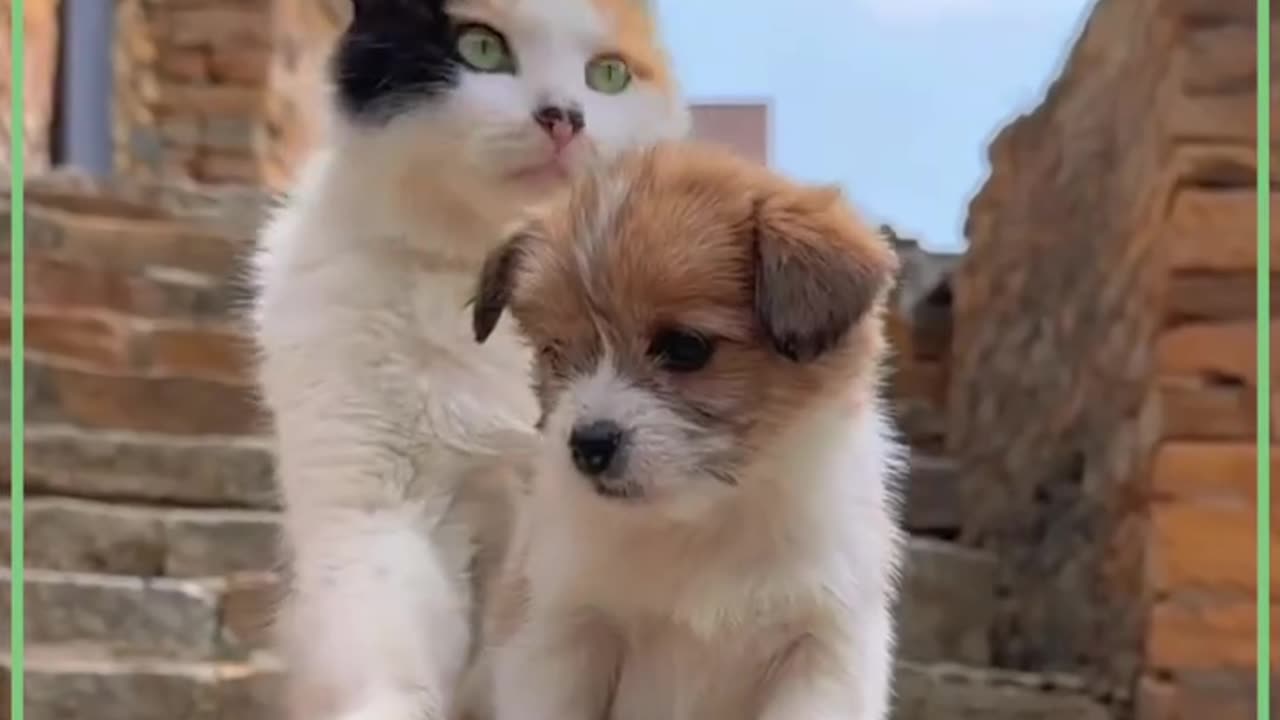 A PACK OF KITTENS||ALL ARE DIFFERENT OR ALL ARE SAME