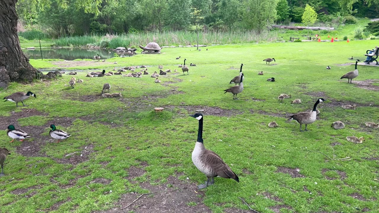 Canada geese hanging out by the pond