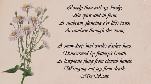 Daisy, Party-Coloured. - The Language of Flowers