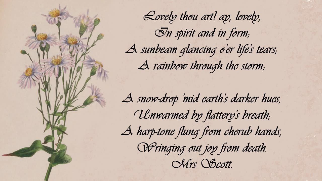 Daisy, Party-Coloured. - The Language of Flowers
