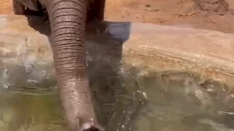 “You Won’t Believe What This Elephant Did in the Wild