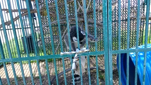 OMG! It's King Julien! The kind is quite interested in the bnkywuv creature!