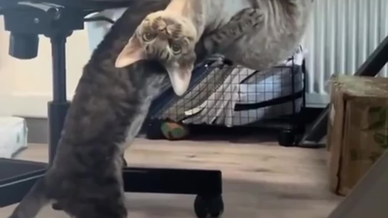 cat memes
