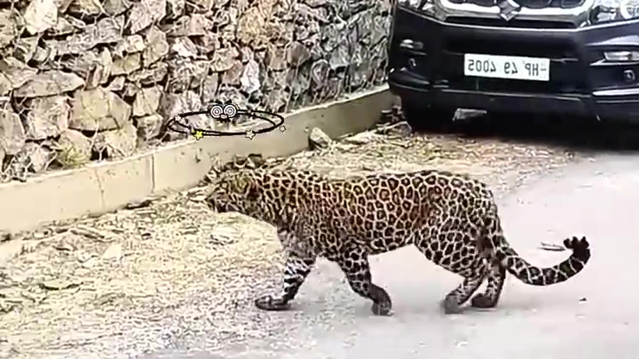 This jaguar asks human to save its sibling
