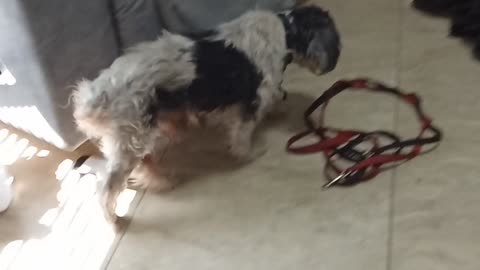 Benji D1 Wednesday June 25 2025