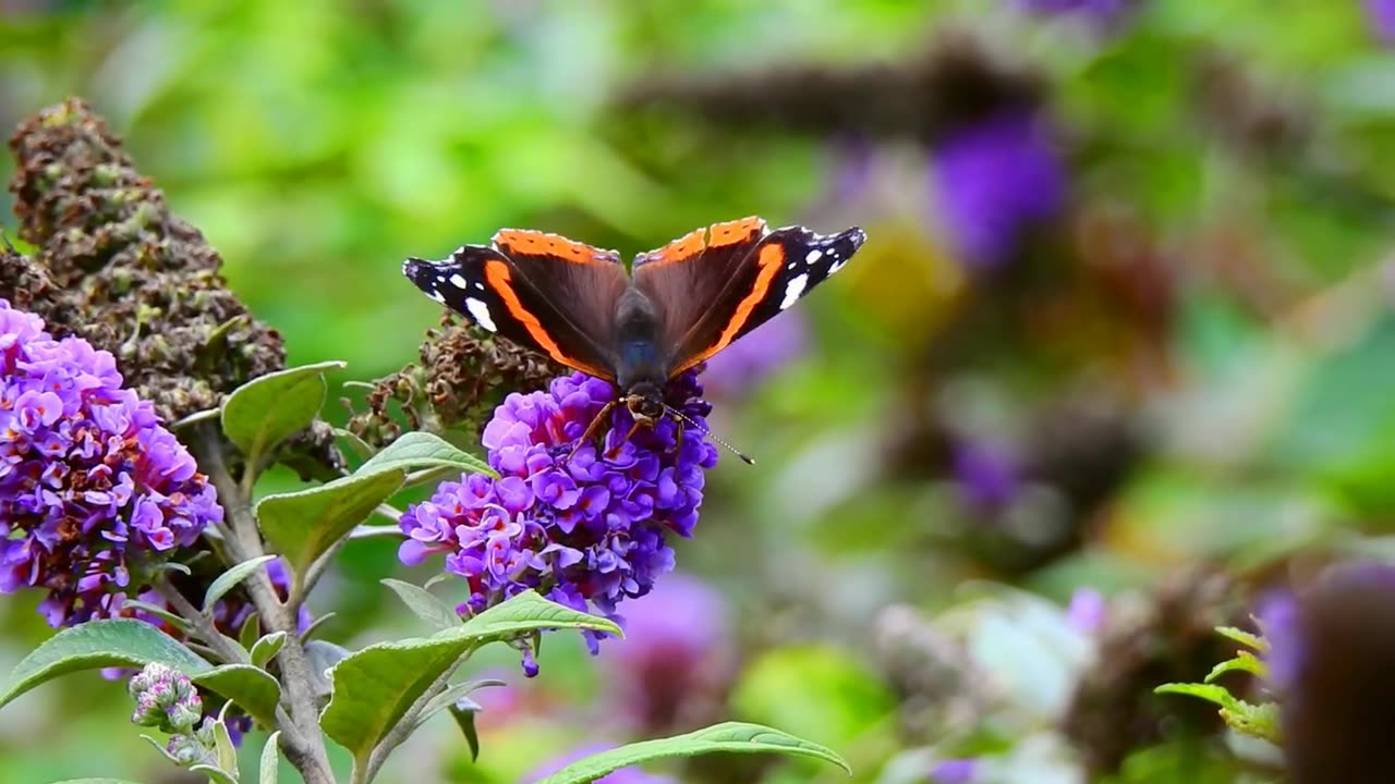 BUTTERFLY ON PURPLE FLOWER