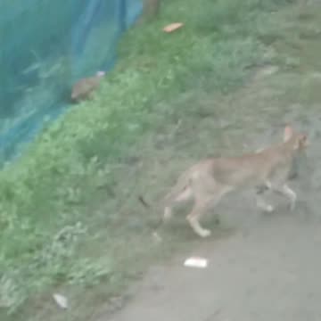 What is the village cat looking for?