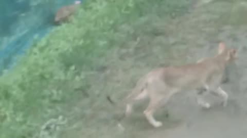 What is the village cat looking for?
