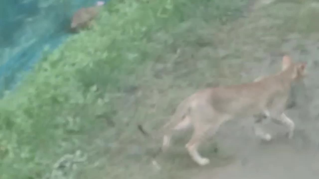 What is the village cat looking for?