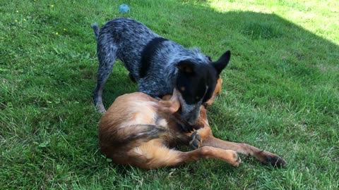 backyard wrastle 32908382