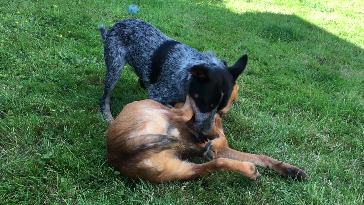 backyard wrastle 32908382