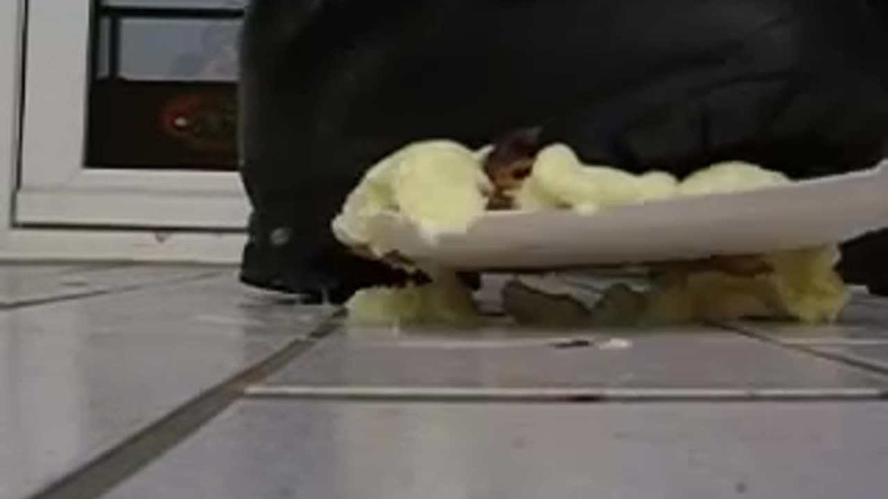 Food Stomp - Male Content