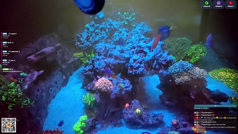 24/7 Real Live Reef Stream