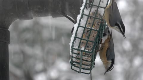 Nuthatches