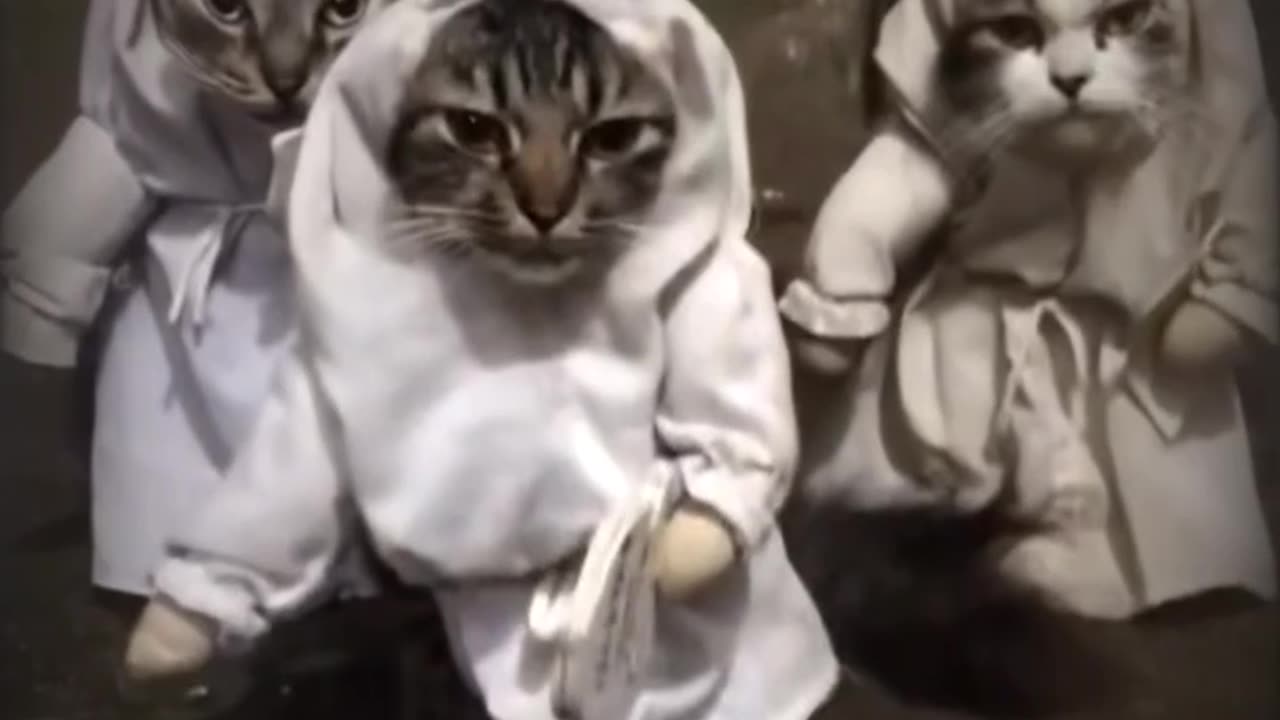 Funny Cat - Ninja Cat Squad on a Late-Night Mission