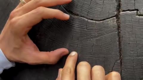 That's what 33 years looks like compared to the life of a redwood