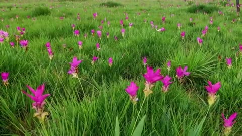flower time lapse flower time lapse from seed flower time lapse tutorial flower time lapse growing