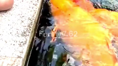 Clam Moments with Colorful Koi