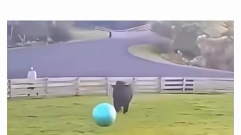 😂🐮 Real Life Ferdinand! You'll Love This Gentle Giant! | FunFM
