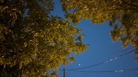 Remember the Night Snippet