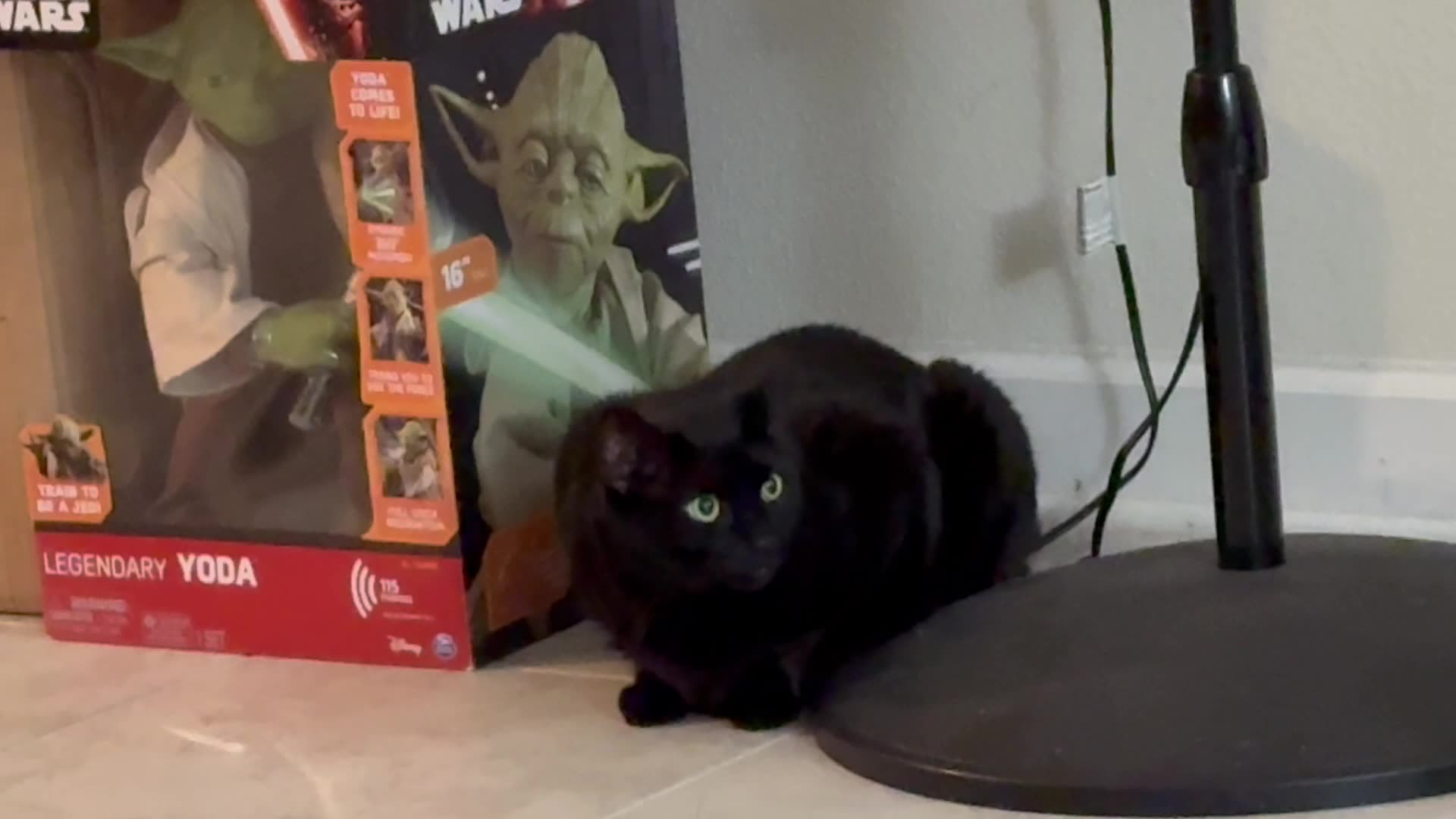 Cute Precious Piper Wants to Become a Jedi Knight - My Adopted Shelter Cat Vlog