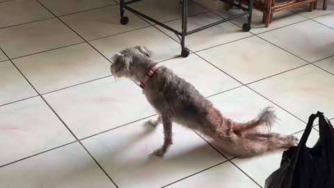 Dog Drags Herself Across Living Room