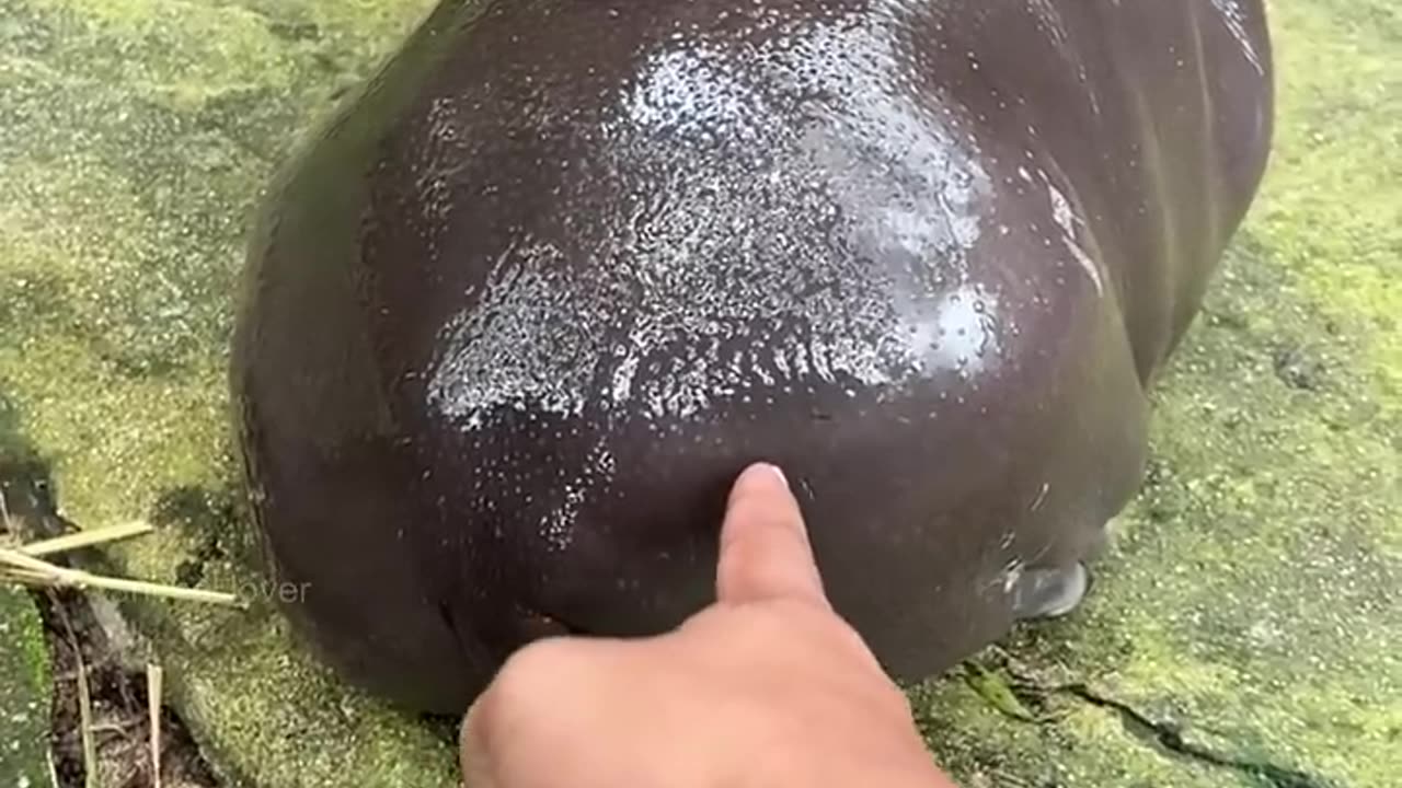 man and hippo funny moment