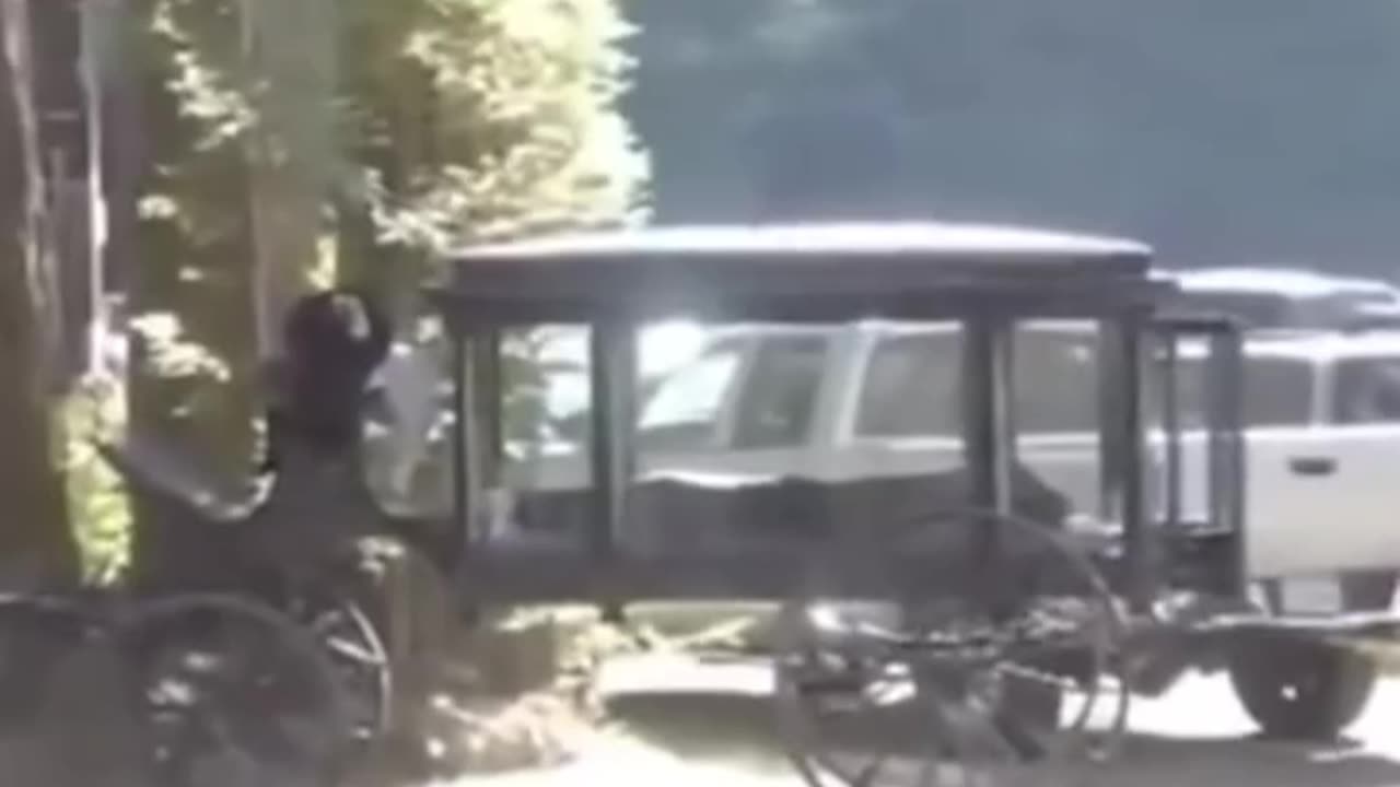 the creepy grove-1| CrypticCMystery #scary #viralshort #ancienttruths #history #ancienthistory#alien