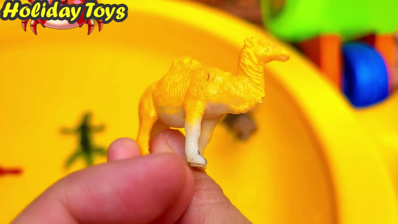 Bathing Cow in Yellow Bucket with Water and Soap
