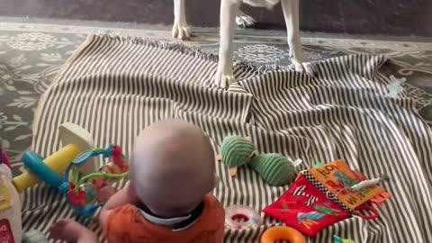 🐱 Funny cat videos - cute cats - Try not laugh