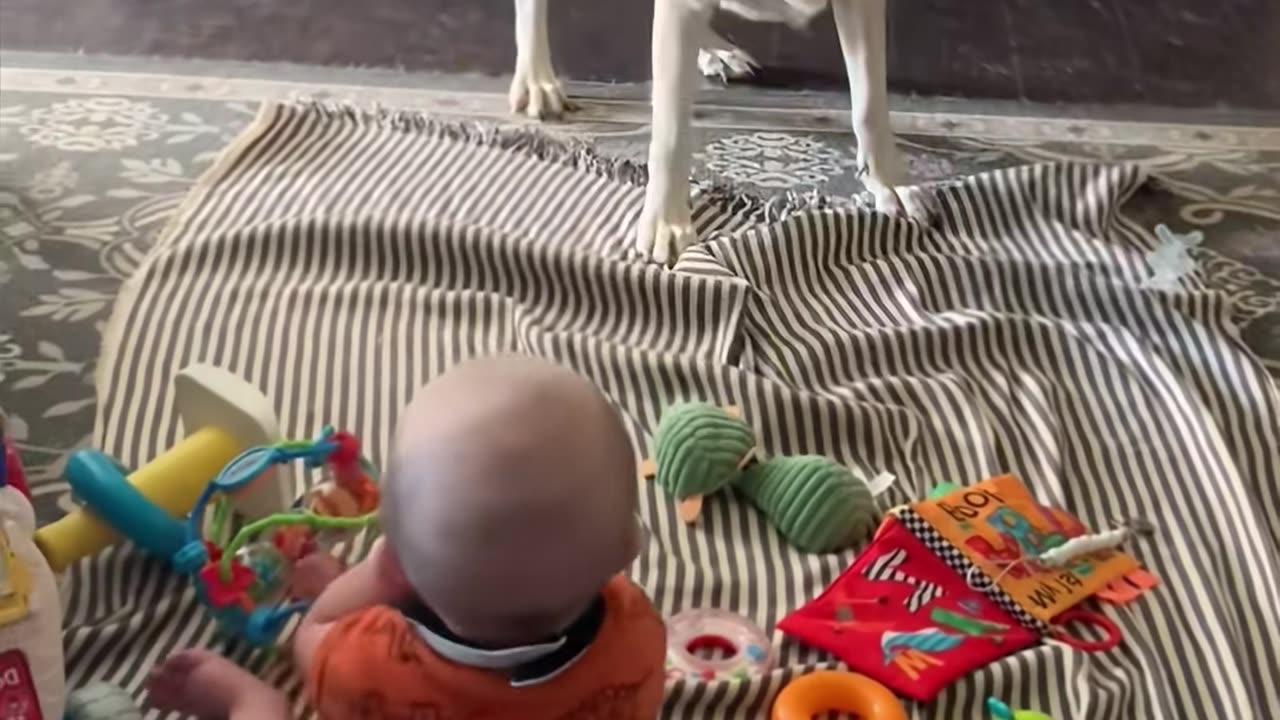 🐱 Funny cat videos - cute cats - Try not laugh