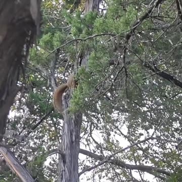 Squirrel Climbing Tree | Relaxing Nature Wildlife Moment #squirrel #texas #wildlife #nature #outdoor