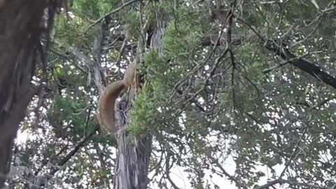 Squirrel Climbing Tree | Relaxing Nature Wildlife Moment #squirrel #texas #wildlife #nature #outdoor
