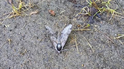 Sphinx Moth
