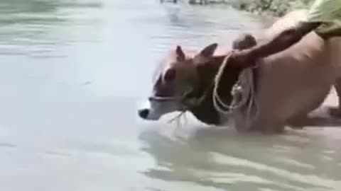 Funny animal videos😂😂