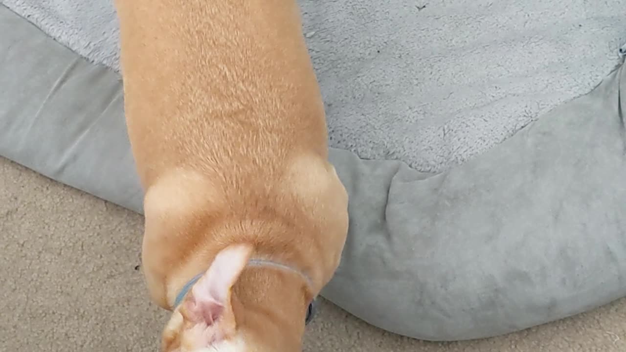 My Dog Learned to Harness Static Electricity