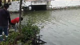 Aparece culebra de gran tamaño en Cartagena