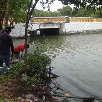 Aparece culebra de gran tamaño en Cartagena