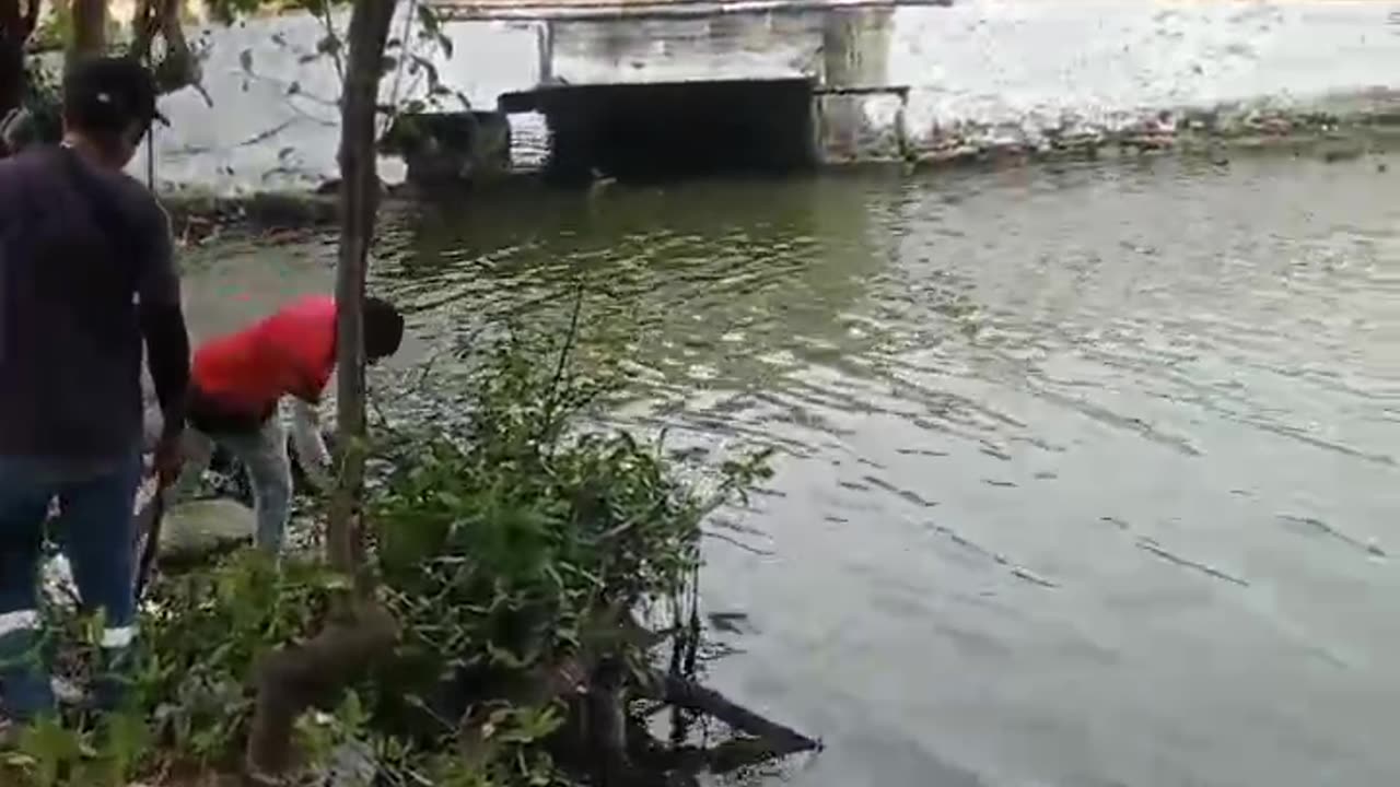 Aparece culebra de gran tamaño en Cartagena