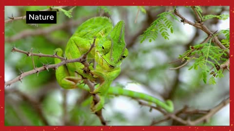Reptiles of the Wild | Untold Stories of Cold-Blooded Creatures